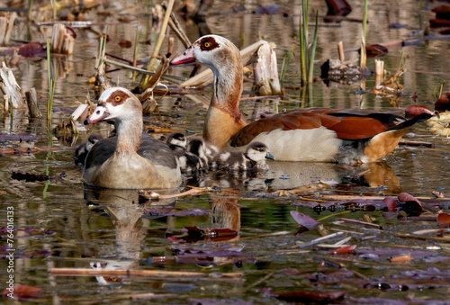 Nilgansfamilie  im Frühling auf dem Teich