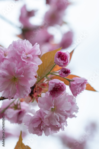 Beautiful pink sakura cherry blossom. Close up. Pink flowers of cherry tree.