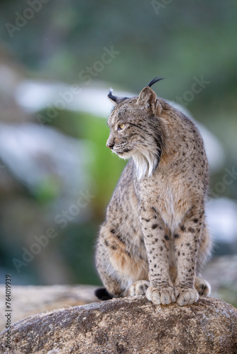 Iberian lynx © Staffan Widstrand