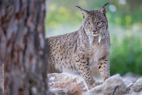 Iberian lynx © Staffan Widstrand