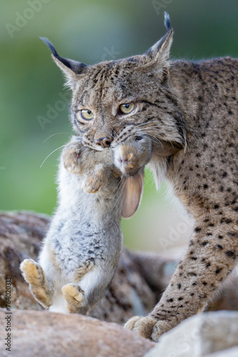 Iberian lynx with caught rabbit