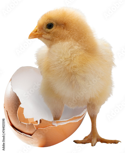 Obraz na płótnie Young yellow chicken chick with one foot in a broken egg w salonie