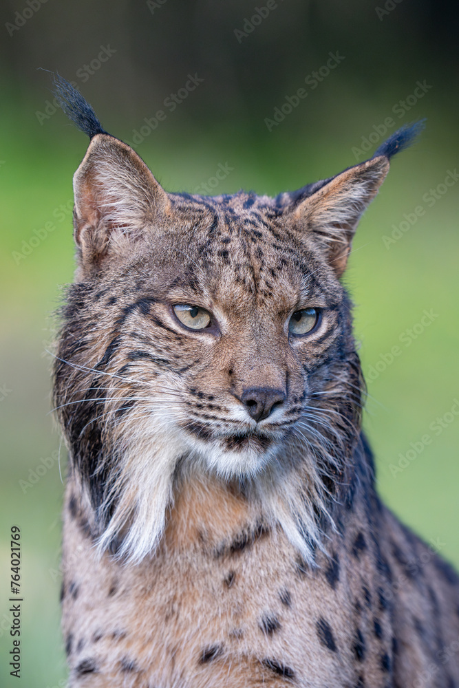 Obraz premium Iberian lynx close up portrait