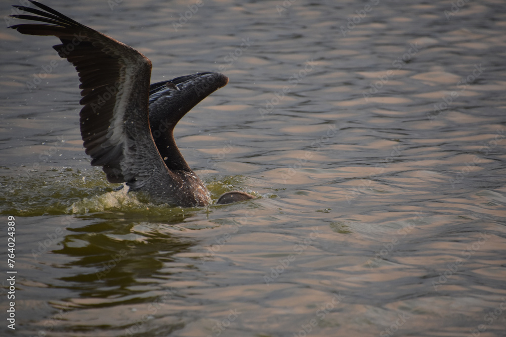 Fototapeta premium Stunning Capture of a Pelican in Flight