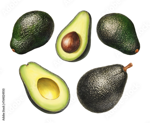 Illustrations of avocado. Color pencil drawings. Perfect for product packaging, home textile, stationery and other goods (ID: 764024930)