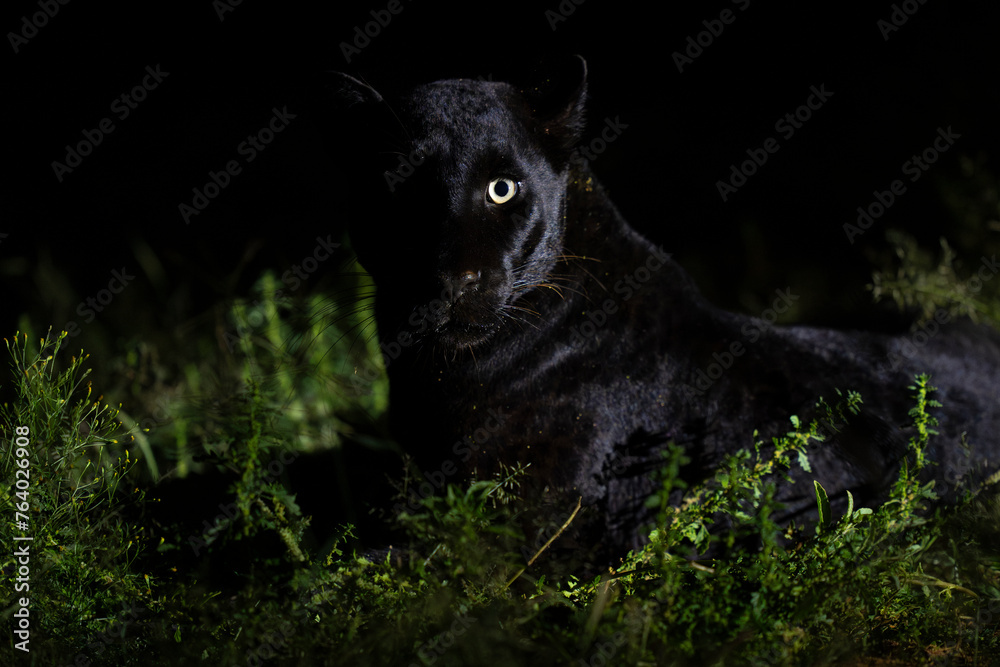 Obraz premium Melanistic leopard or Black Panther