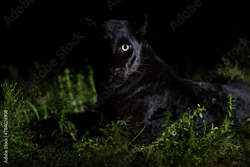 Melanistic leopard or Black Panther photo