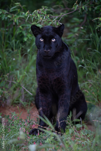 Melanistic leopard or Black Panther