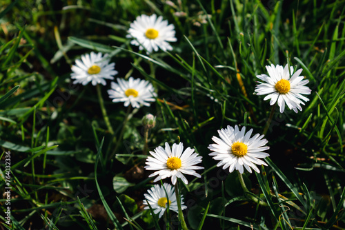 Daisy flower in a garden at springtime  edible flower  bellis perennis  astereae