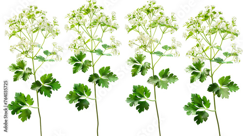 Cow Parsley: Elegant Botanical Illustration in 3D Realistic Rendering, Top View on Transparent Background - Nature's Beauty Captured in Digital Art for Design Elements and Decoration.