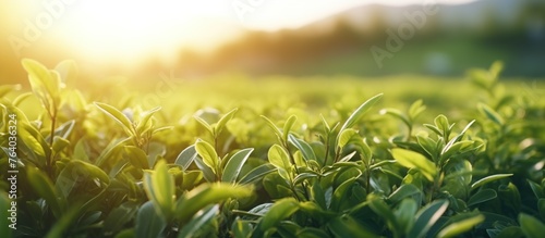 Beautiful ecological tea garden in the field with smooth sun light at the morning for header banner background.