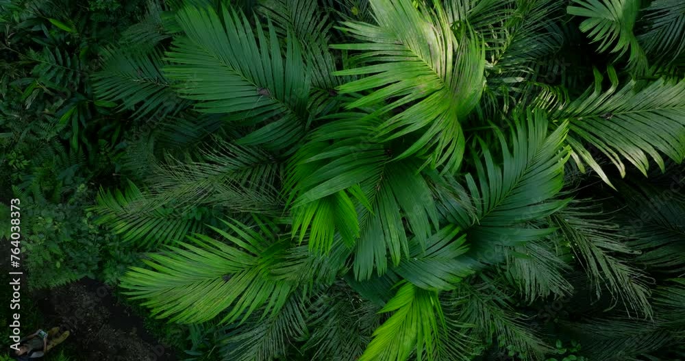 Lush green jungle with abundant trees, plants, and groundcover Lush green jungle with abundant trees, plants, and groundcover