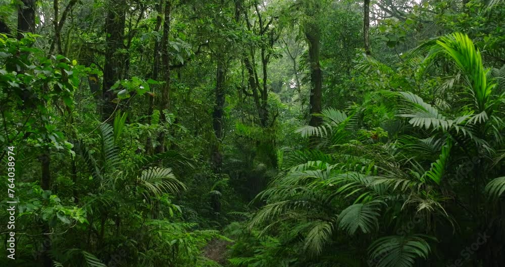 Lush green jungle with abundant trees, plants, and groundcover Lush green jungle with abundant trees, plants, and groundcover