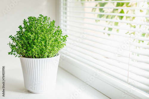 A vibrant soleirolia plant growing in a white ribbed pot, set on a windowsill photo