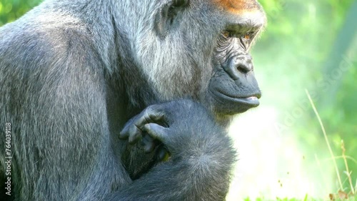 western lowland gorilla