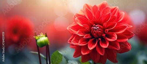 Close up red dahlia flower. Macro image of red dahlia flower in fresh blossom at the field. Selective focus with smooth bokeh background. photo