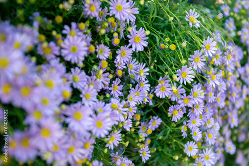 selective focus Heath aster has small purple flowers with many yellow stamens. Light purple flower background with space for text. photo