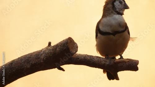 Double-barred finch (Taeniopygia bichenovii) photo