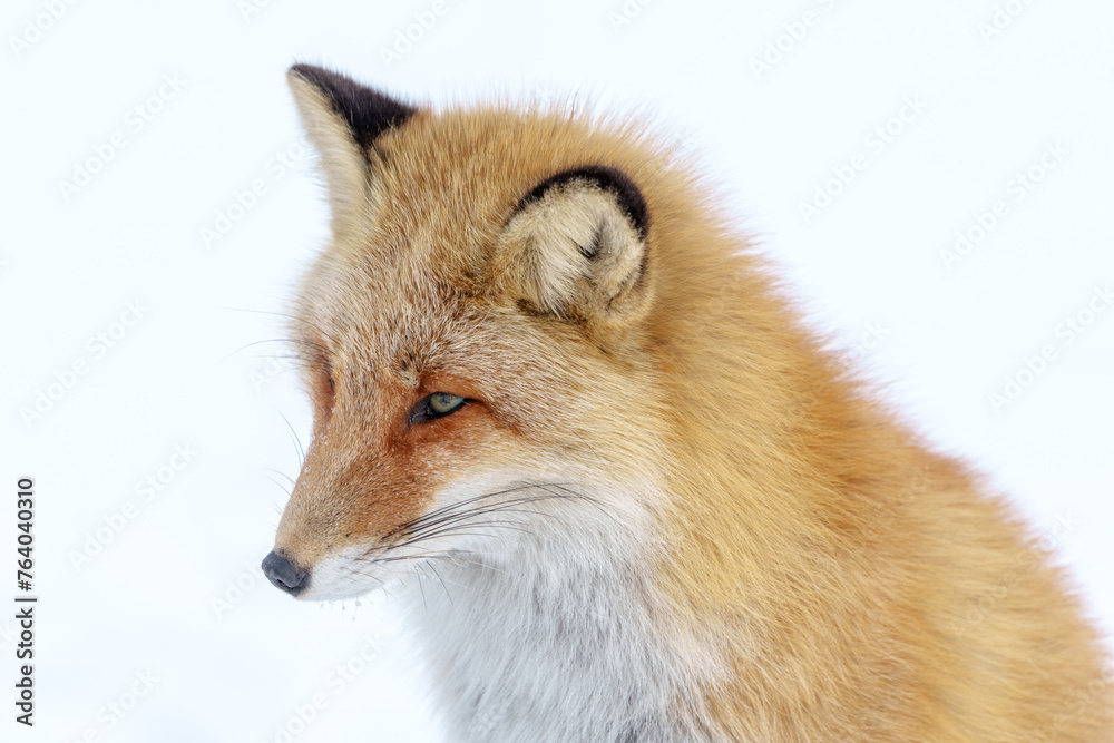 Fototapeta premium 雪原のキタキツネ 北海道三大かわいい動物