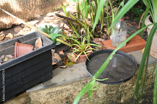 plastic bowl abandoned in a vase with stagnant water inside. close up view. mosquitoes in potential breeding ground. photo