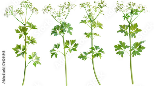 Cow Parsley: Elegant Botanical Illustration in 3D Realistic Rendering, Top View on Transparent Background - Nature's Beauty Captured in Digital Art for Design Elements and Decoration.