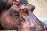 体がデカいカバは大型のオスで２トン越えで陸上動物としてはゾウ、サイに次ぐ3番目の重さがあります。