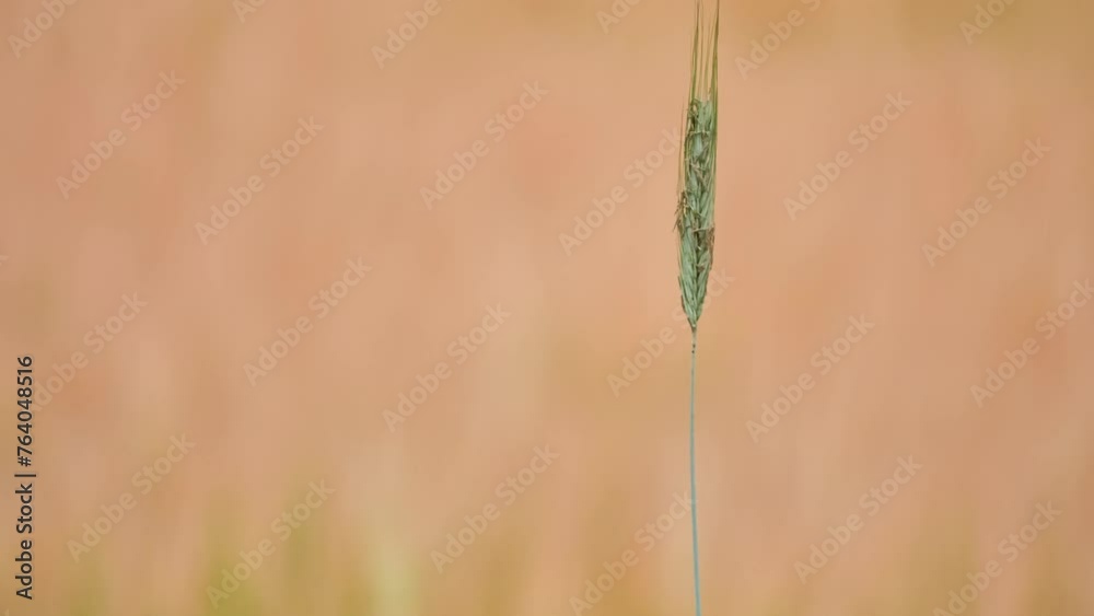 Rye (Secale cereale) is grass grown extensively as grain, cover crop and forage crop. It is member of wheat tribe (Triticeae) and is closely related to both wheat (Triticum) and barley (genus Hordeum) Rye (Secale cereale) is grass grown extensively as grain, cover crop and forage crop. It is member of wheat tribe (Triticeae) and is closely related to both wheat (Triticum) and barley (genus Hordeum)
