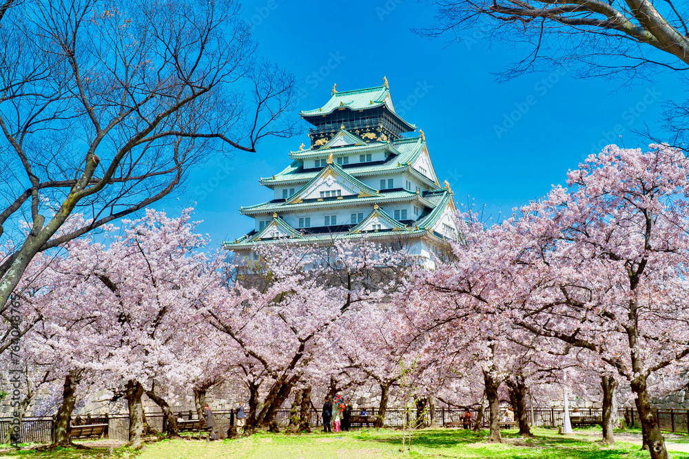 Fototapeta premium 大阪城 西の丸庭園の桜 cherry blossoms Osaka castle Nishino-maru Park