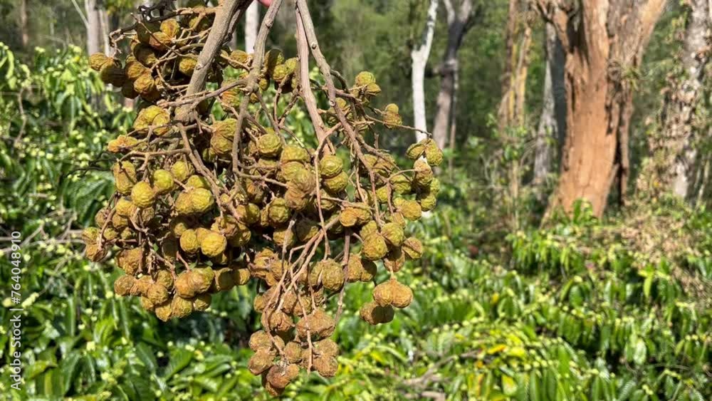 Soap nuts or soapberry bunch freshly harvested from its tree held in the hand on a nature background, Soapnuts produce foam alternative to soap Soap nuts or soapberry bunch freshly harvested from its tree held in the hand on a nature background, Soapnuts produce foam alternative to soap