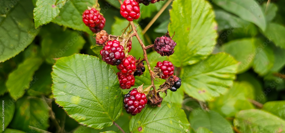 organic blackberries growing on the bush organic blackberries growing on the bush