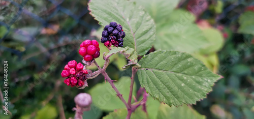 organic blackberries growing on the bush