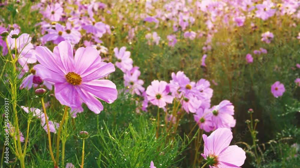 Beautiful purple cosmos flowers at cosmos field in morning sunlight. amazing of cosmos flower field landscape in sunset. nature flower background. Beautiful purple cosmos flowers at cosmos field in morning sunlight. amazing of cosmos flower field landscape in sunset. nature flower background.