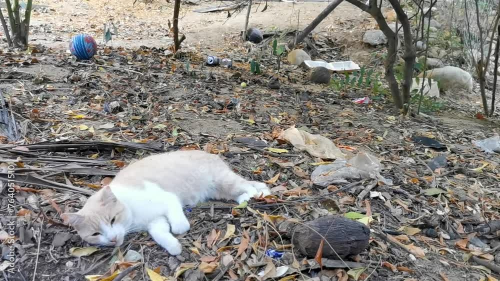 Cute stray cat sleeping and relaxing outside in free nature. Cute stray cat sleeping and relaxing outside in free nature.