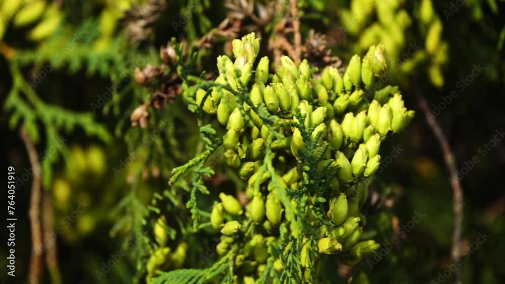 Thuja occidentalis, also known as northern or eastern white cedar, or arborvitae, is an evergreen coniferous tree, in cypress family Cupressaceae, which is native to Canada and United States. Thuja occidentalis, also known as northern or eastern white cedar, or arborvitae, is an evergreen coniferous tree, in cypress family Cupressaceae, which is native to Canada and United States.