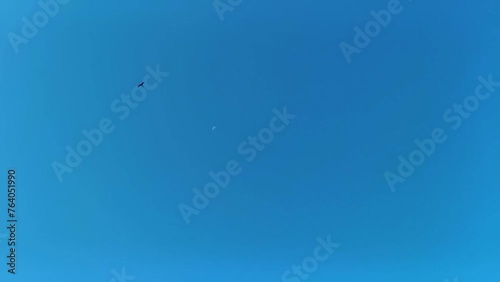 Fregat birds flock fly around the moon blue sky Mexico. photo