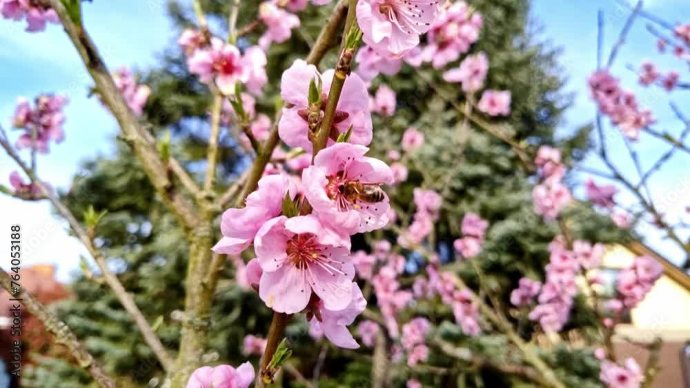 fleissige Biene sammelt Nektar an pinken Obstbaumblüten im Frühling, Nektarinenbaum, Insekt, Bienen, Bestäubung, fliegen, Honig, Makro, Zeitlupe, Nahaufnahme
fleissige Biene sammelt Nektar an pinken Obstbaumblüten im Frühling, Nektarinenbaum, Insekt, Bienen, Bestäubung, fliegen, Honig, Makro, Zeitlupe, Nahaufnahme