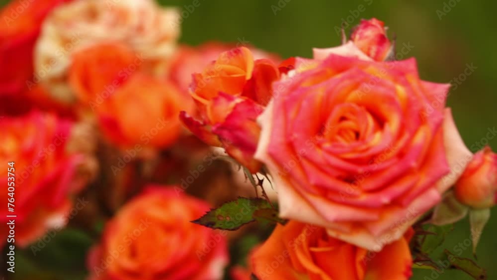 Rosa gallica (Hungarian, Apothecary, Officinal, Red, French, Provence, Cabbage or Red Provins Rose, Red-rose-of-Lancaster) is a species of flowering plant in the rose family. Rosa gallica (Hungarian, Apothecary, Officinal, Red, French, Provence, Cabbage or Red Provins Rose, Red-rose-of-Lancaster) is a species of flowering plant in the rose family.