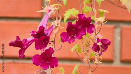 Asarina erubescens Pennell or Lophospermum erubescens, known as Mexican twist or creeping gloxinia, is climbing or sprawling herbaceous perennial plant, native to Sierra Madre mountains of Mexico. photo