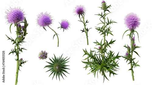 Creeping Thistle: Captivating 3D Flora Isolated on Transparent Background for Botanical Designs © Spear