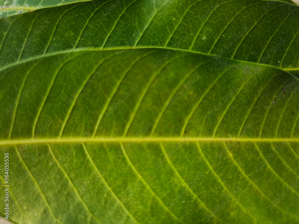 summer nature green leaves abstract background summer nature green leaves abstract background