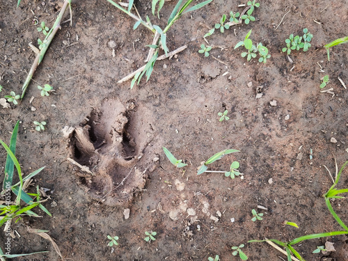 the footprint predator in the sand photo