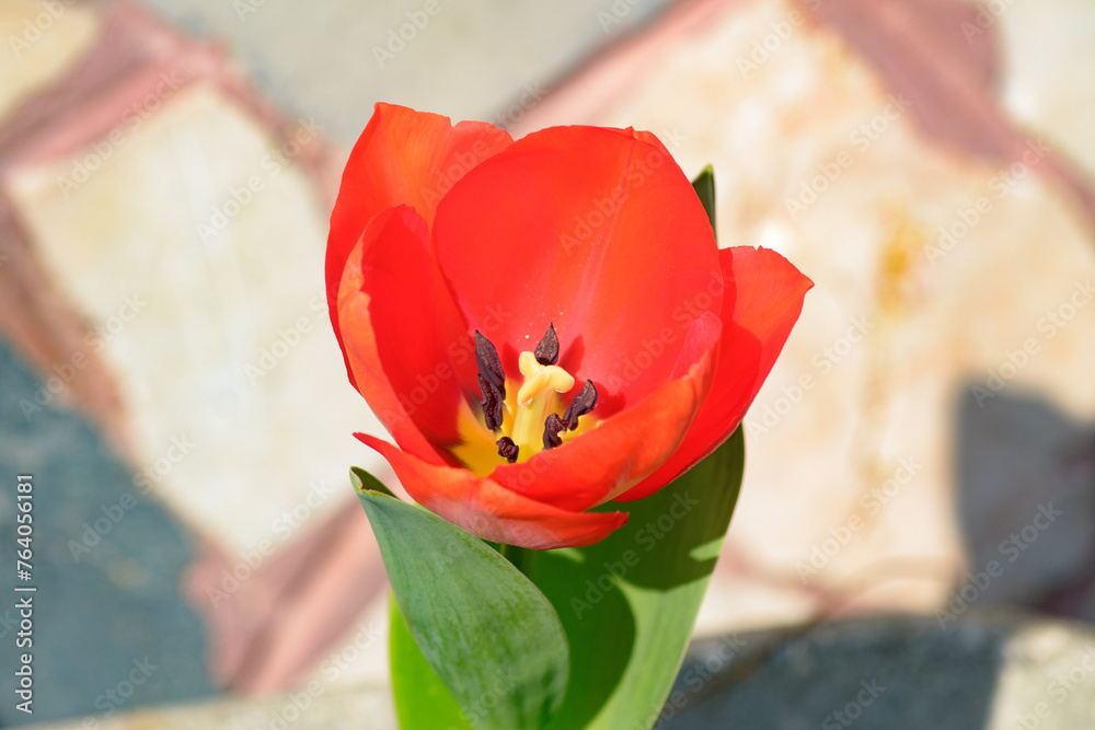 Tulipano
