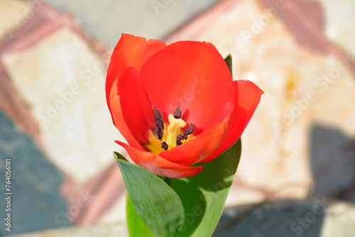 Tulipano (ID: 764056181)
