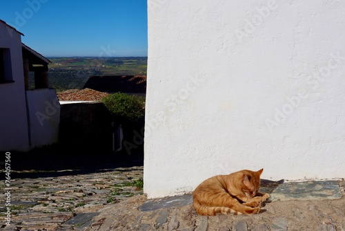 cat sleeping on the road © Nicolas