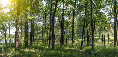 Panorama of the forest on a quiet sunny summer day.