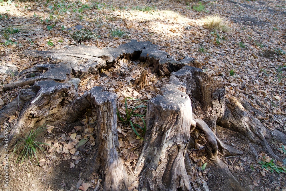 A large tree stump with an accumulation of fallen leaves A large tree stump with an accumulation of fallen leaves