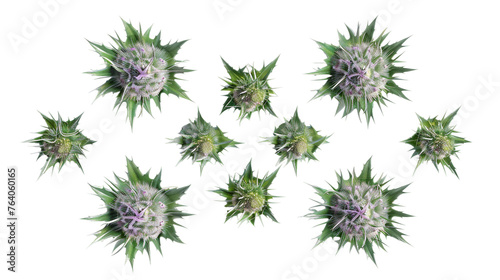 Creeping Thistle: Captivating 3D Flora Isolated on Transparent Background for Botanical Designs