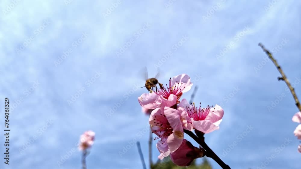 fleissige Biene sammelt Nektar an pinken Obstbaumblüten im Frühling, Nektarinenbaum, Insekt, Bienen, Bestäubung, fliegen, Honig, Makro, Zeitlupe, Nahaufnahme
