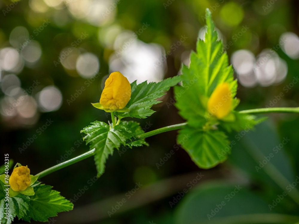 Japanese cortea (Kerria japonica)in flower in a garden in Provence Japanese cortea (Kerria japonica)in flower in a garden in Provence