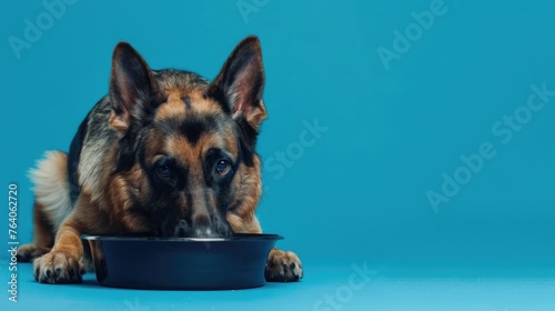 German Shepherd over a bowl of dog food, on a blue background.